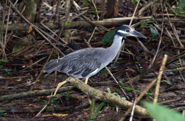 Yellow-crowned Night Heron