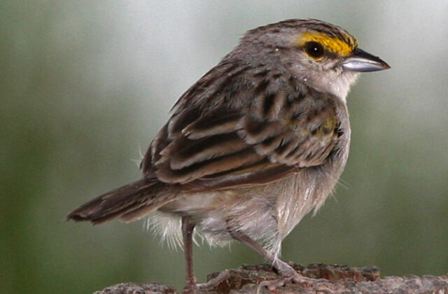 Yellow-browed Sparrow