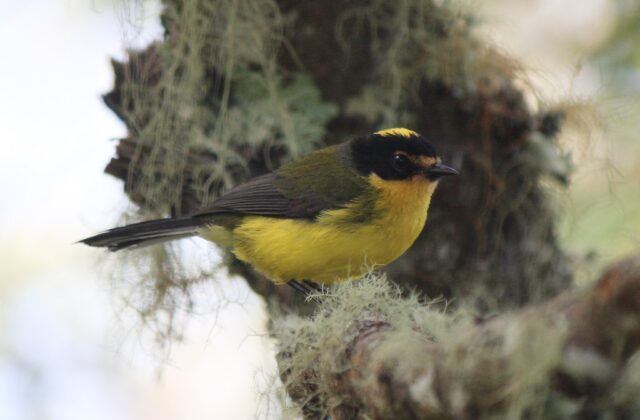 Yellow-crowned Whitestart