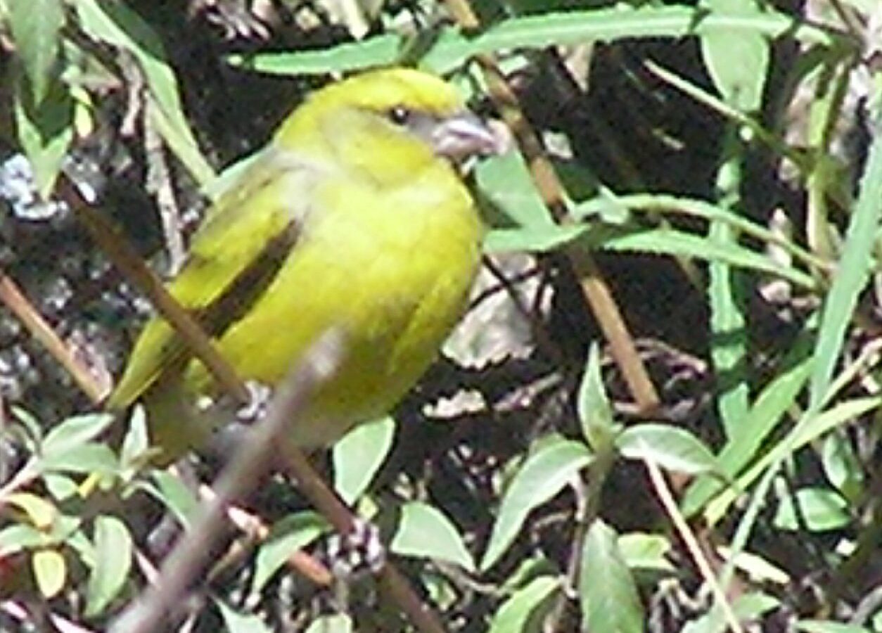 Yellow-crowned Canary