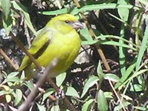 Yellow-crowned Canary