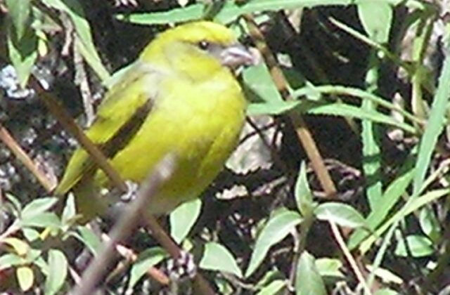 Yellow-crowned Canary