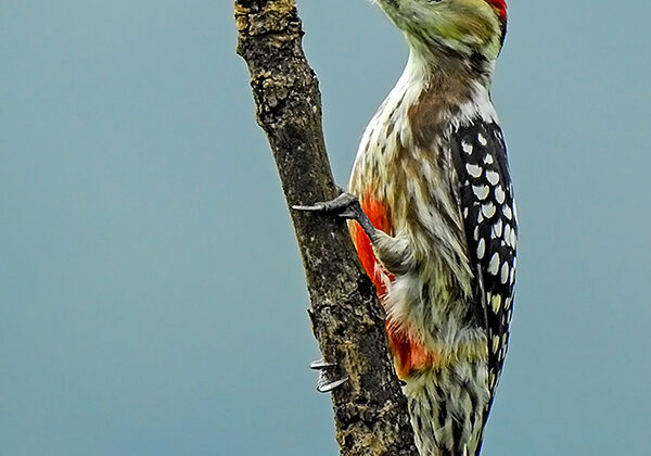 Yellow-crowned Woodpecker