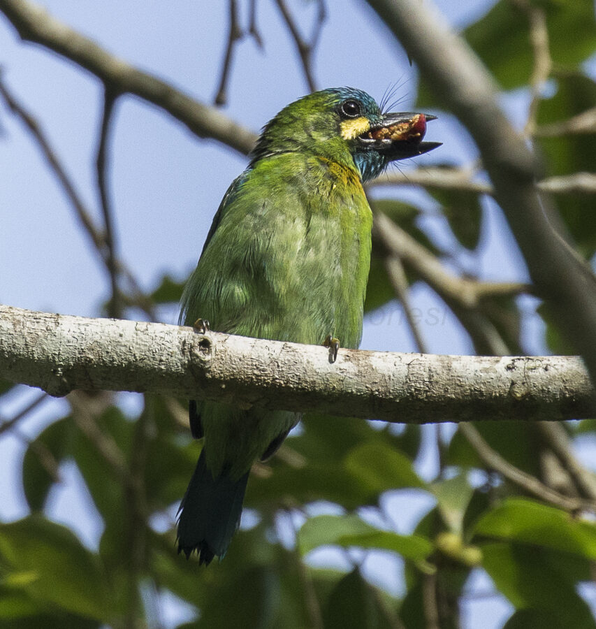 Yellow-eared Barbet
