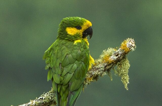 Yellow-eared Parrot