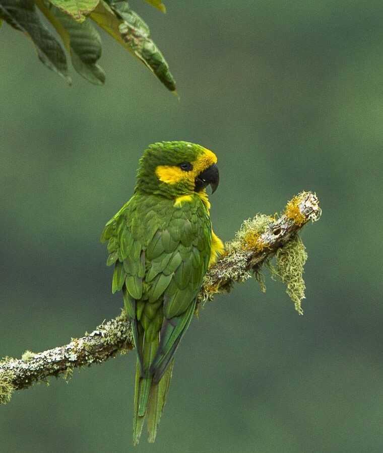 Yellow-eared Parrot