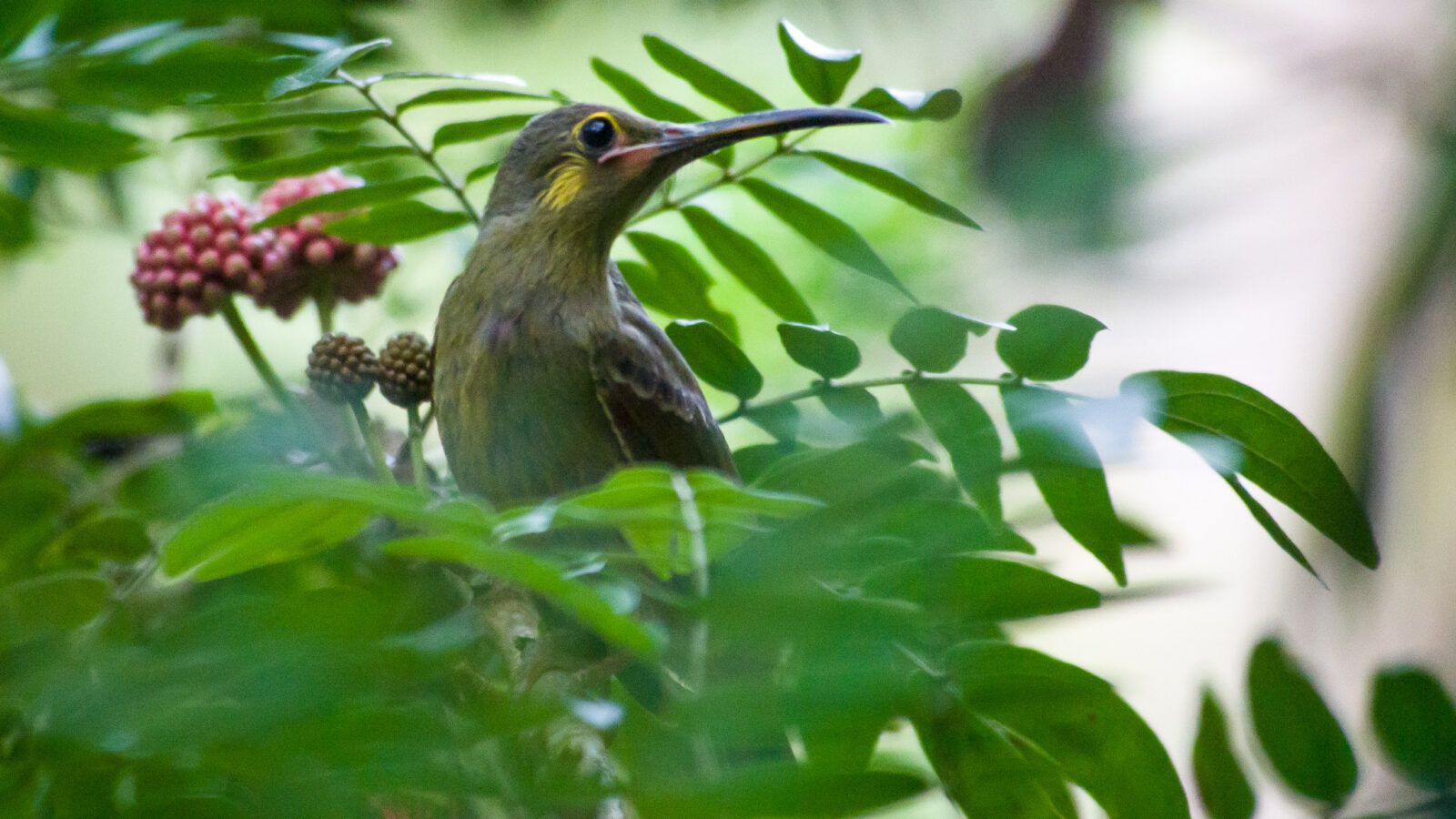 Yellow-eared Spiderhunter