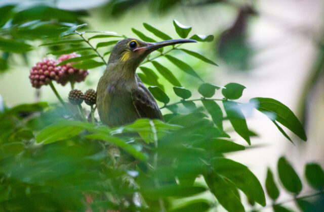 Yellow-eared Spiderhunter