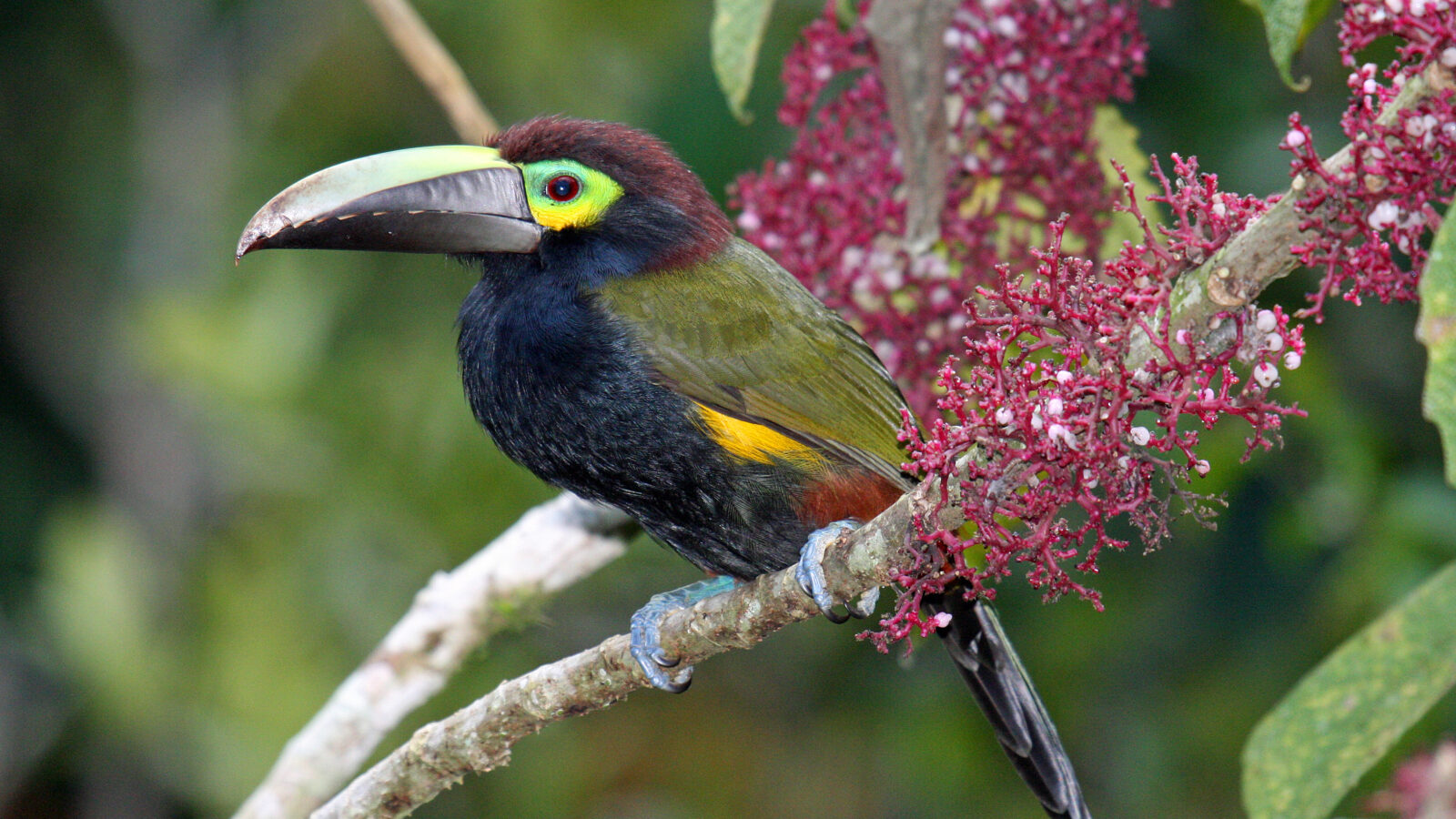 Yellow-eared Toucanet