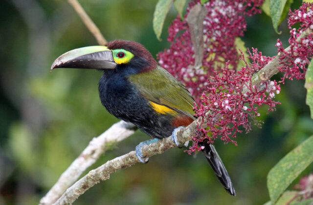 Yellow-eared Toucanet
