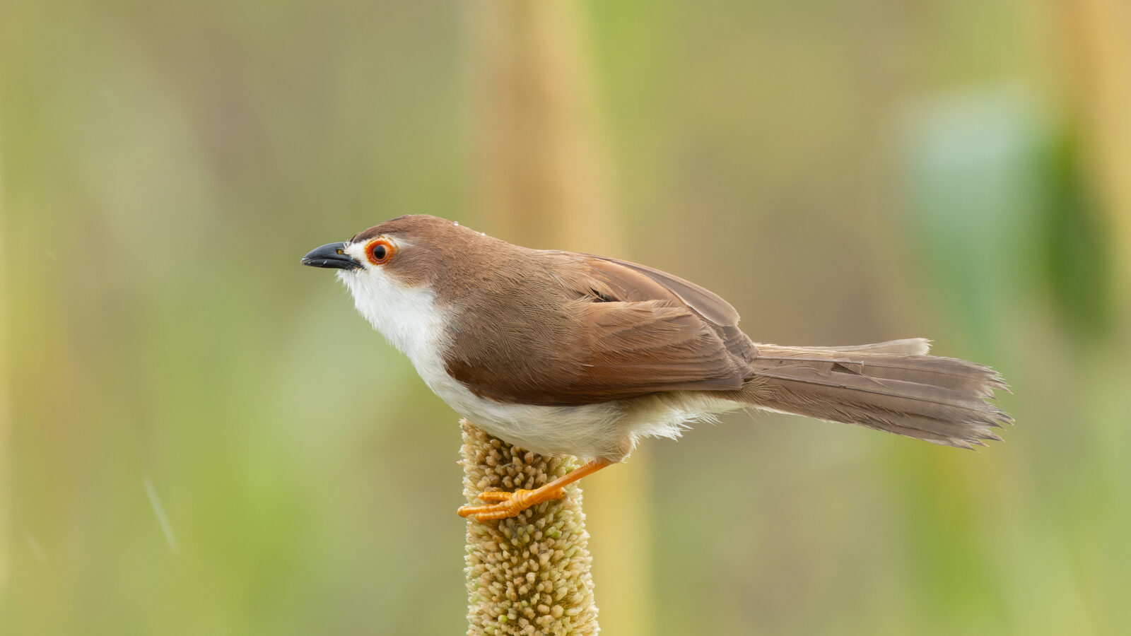 Yellow-eyed Babbler