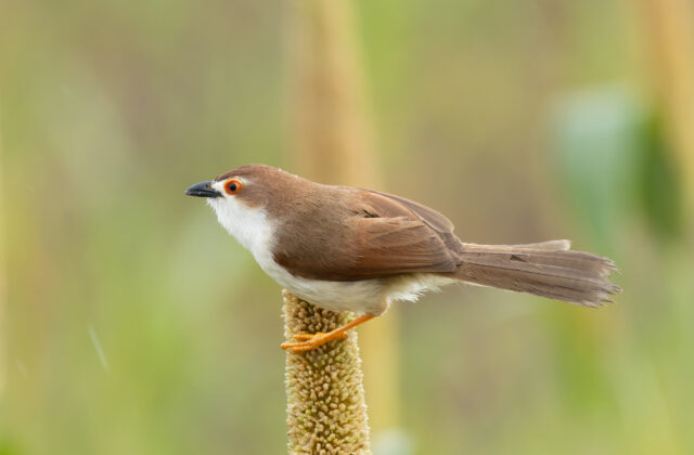 Yellow-eyed Babbler