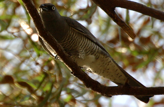 Barred Cuckooshrike