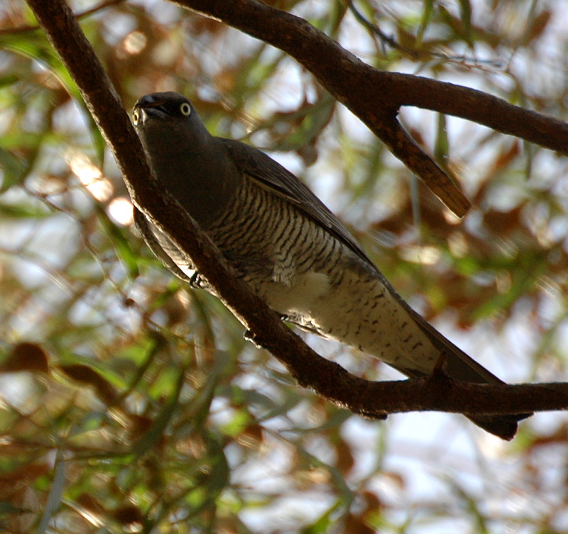 Barred Cuckooshrike