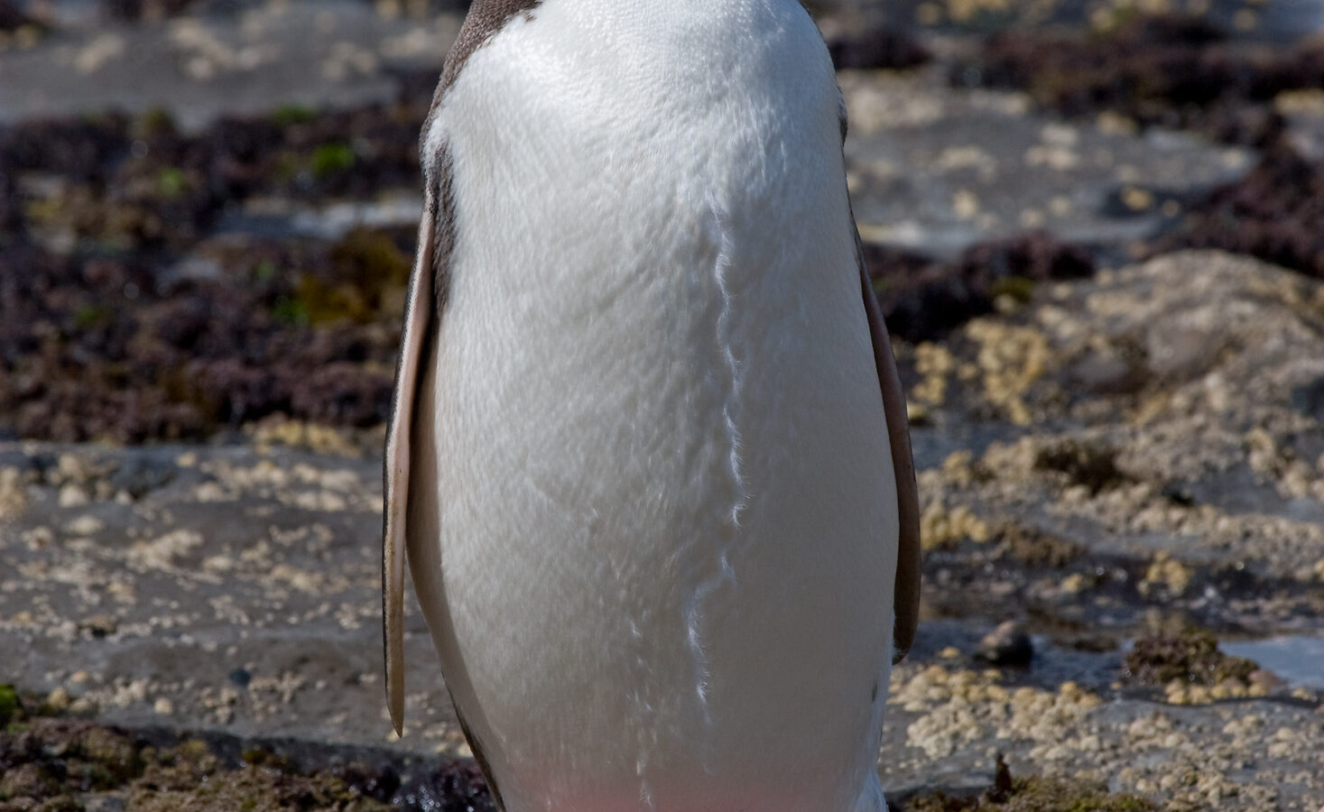 Yellow-eyed Penguin