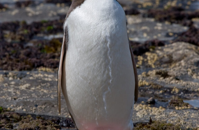 Yellow-eyed Penguin