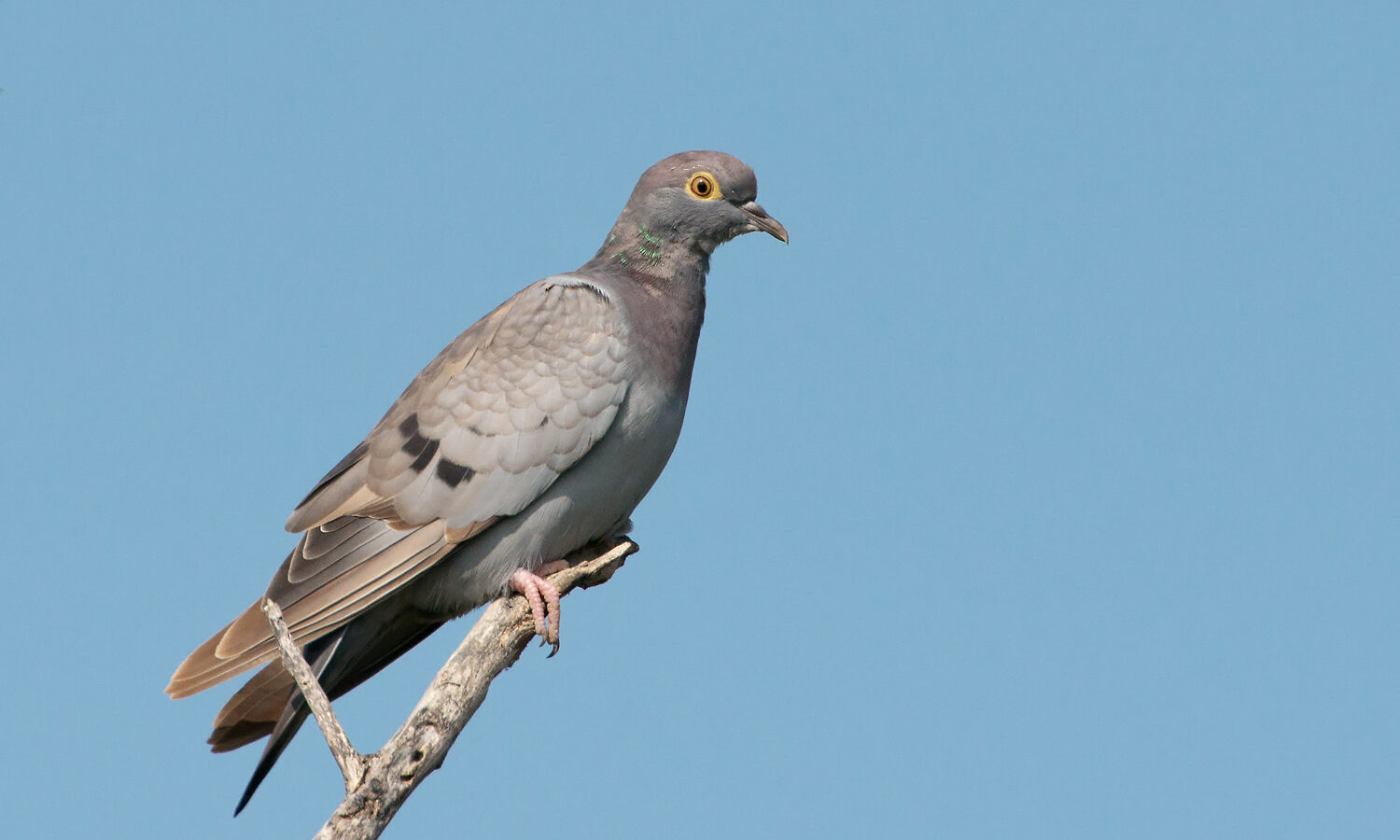 Yellow-eyed Pigeon