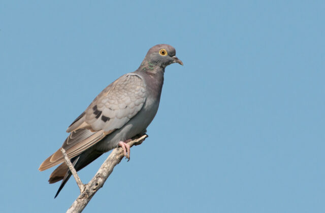 Yellow-eyed Pigeon