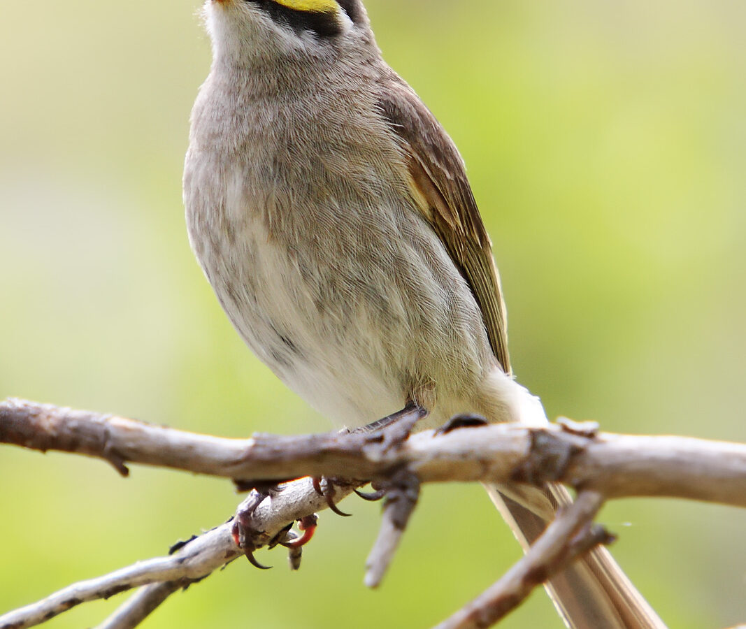 Yellow-faced Honeyeater
