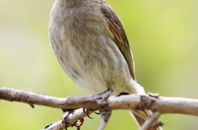 Yellow-faced Honeyeater