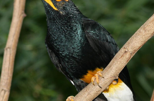 Yellow-faced Myna