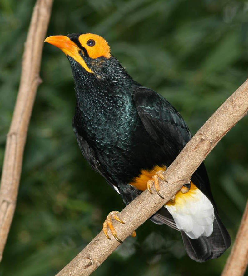Yellow-faced Myna