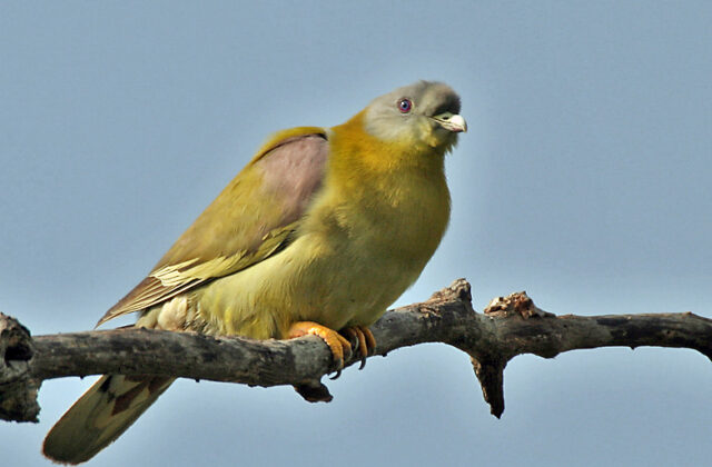 Yellow-footed Green Pigeon