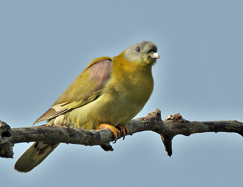 Yellow-footed Green Pigeon