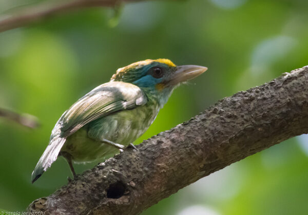 Yellow-fronted Barbet
