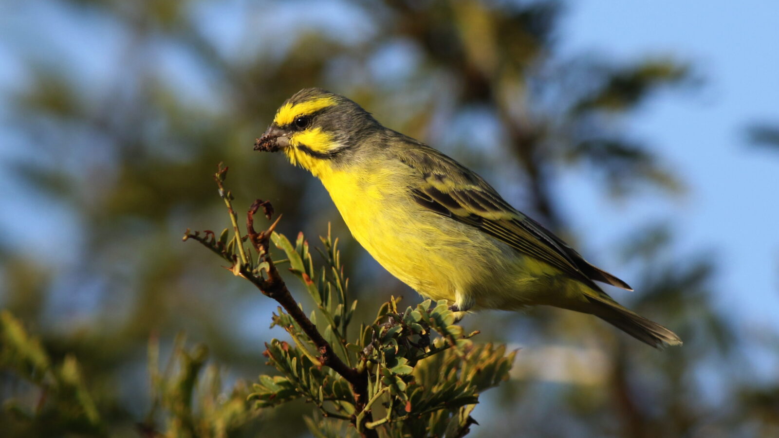 Yellow-fronted Canary