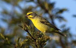 Yellow-fronted Canary