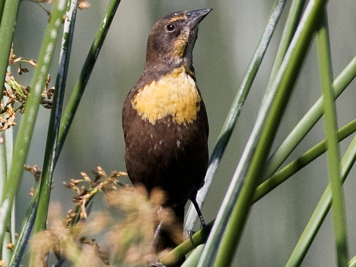 Yellow-headed Blackbird