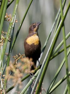 Yellow-headed Blackbird