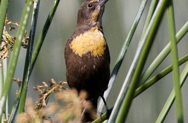 Yellow-headed Blackbird