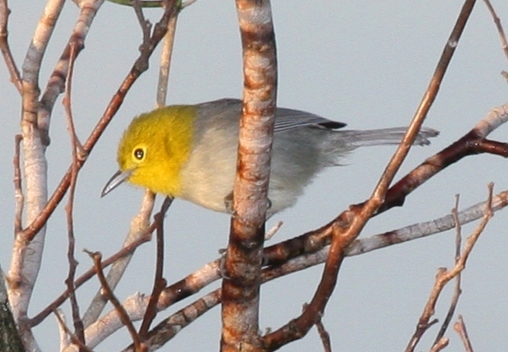 Yellow-headed Warbler