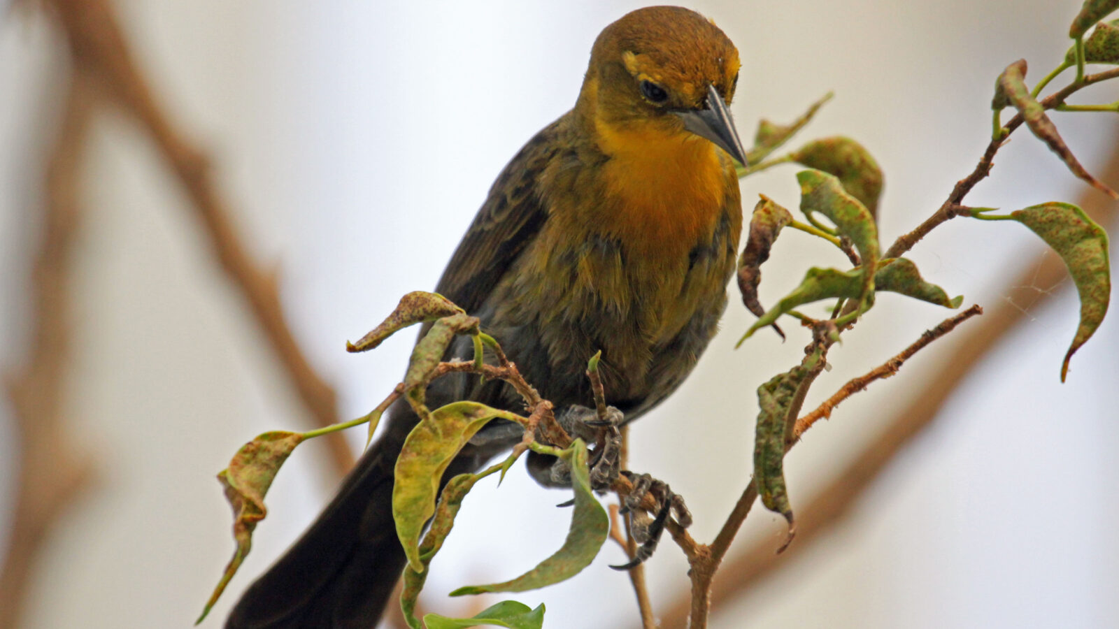 Yellow-hooded Blackbird