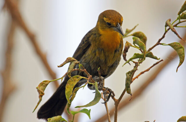 Yellow-hooded Blackbird