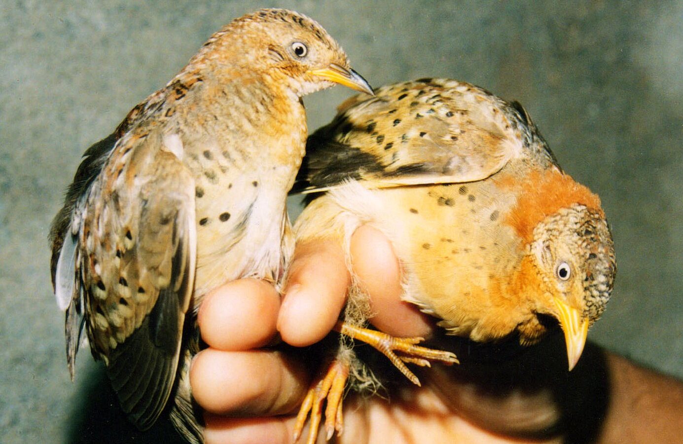 Yellow-legged Buttonquail