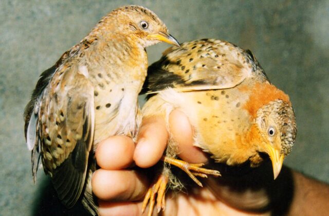 Yellow-legged Buttonquail