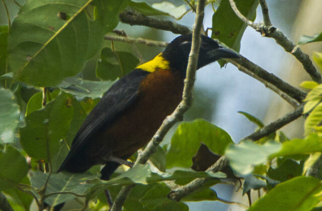 Yellow-mantled Weaver