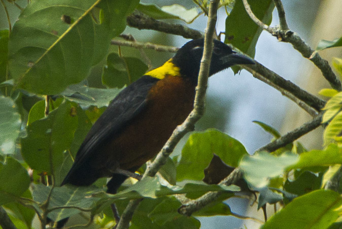 Yellow-mantled Weaver