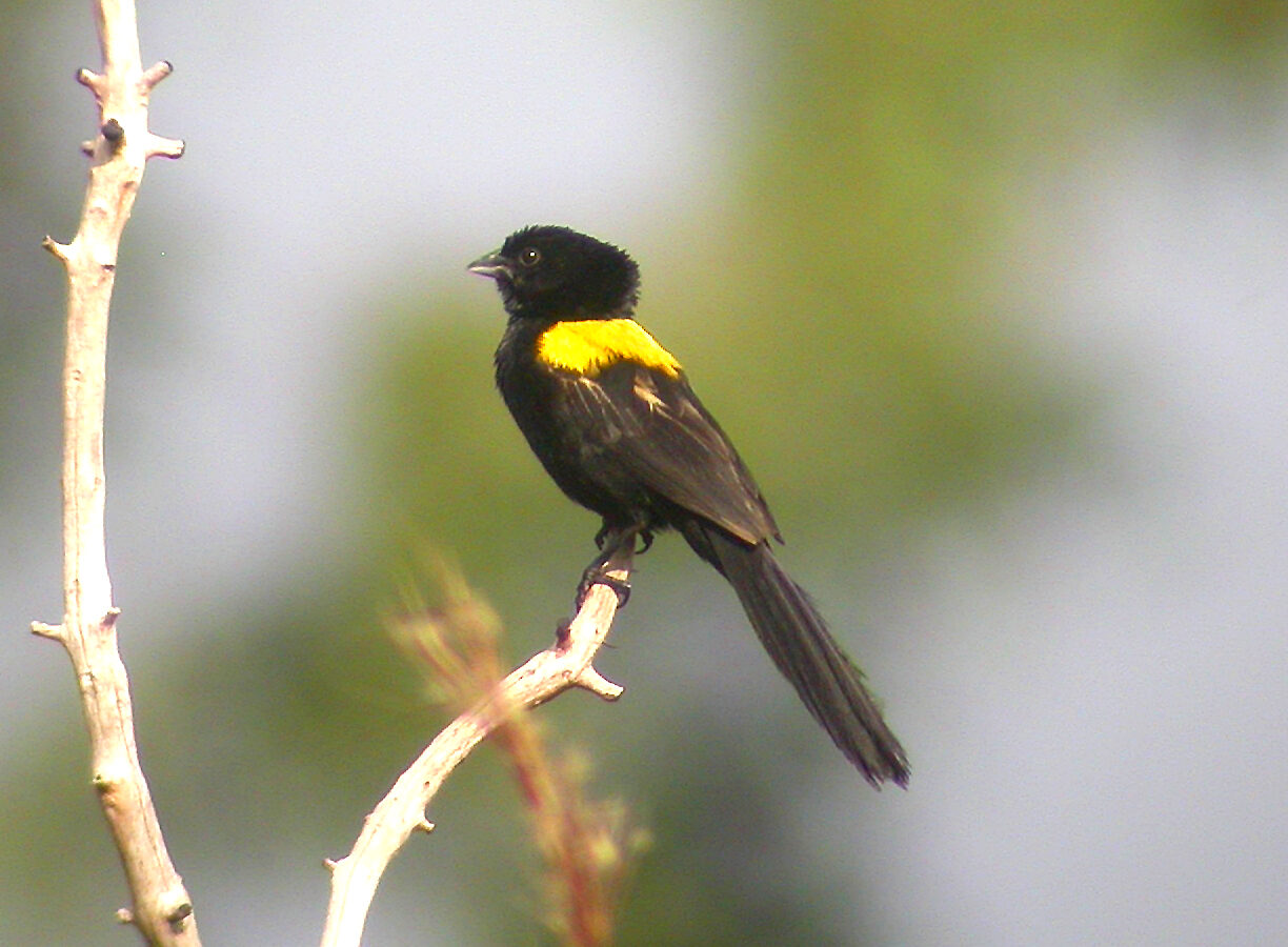 Yellow-mantled Widowbird