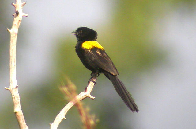 Yellow-mantled Widowbird