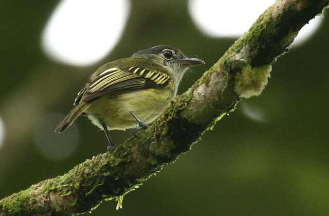 Yellow-winged Flatbill