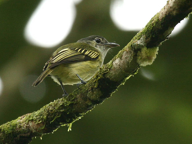 Yellow-winged Flatbill
