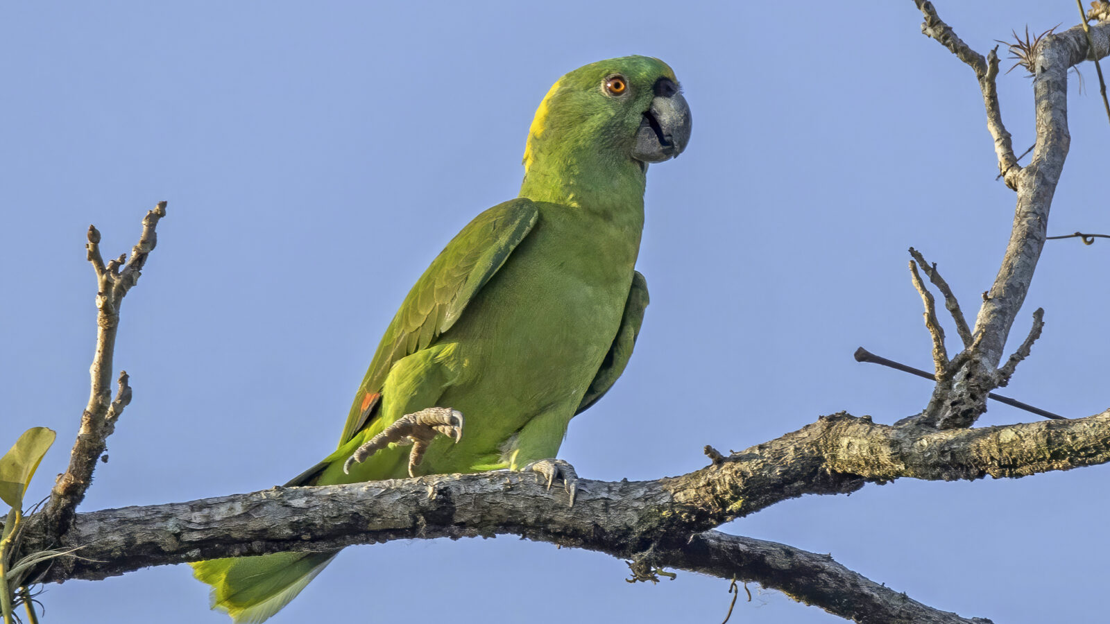 Yellow-naped Amazon