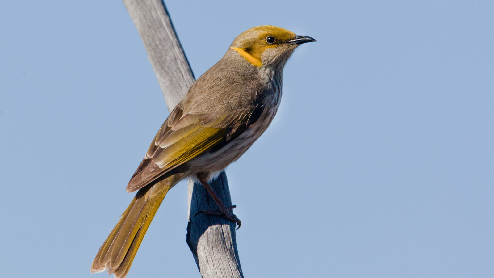 Yellow-plumed Honeyeater