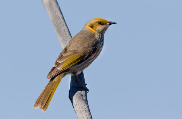 Yellow-plumed Honeyeater