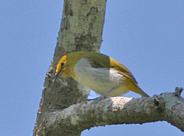 Yellow-spectacled Heleia