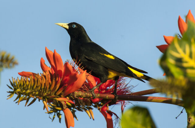 Yellow-rumped Cacique